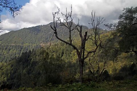 Wangdue Phodrang Bölgesi