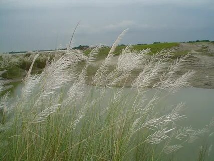 Kurigram Bölgesi