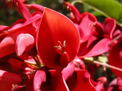 Flores
