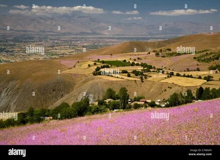 Erzincan