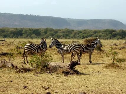 Manyara