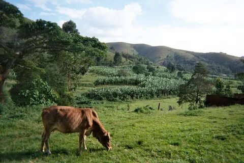 Rukungiri Bölgesi