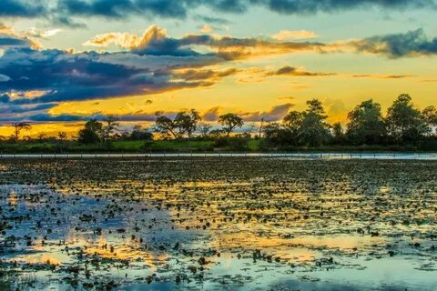 Mato Grosso