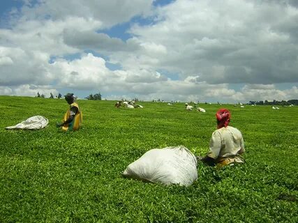 Kericho