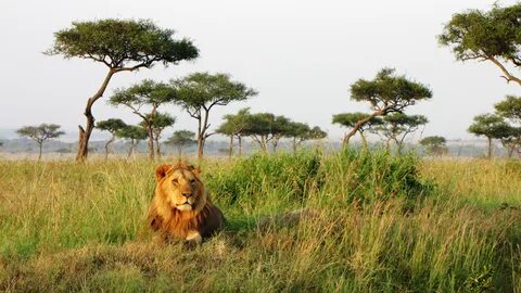 narok