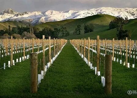 Marlborough Bölgesi